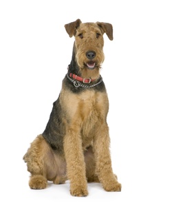 Airedale Terrier